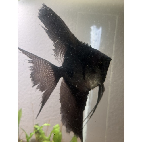 Super Nice Proven Veiltail Pinoy Angelfish Pair2, 1st spawn, FREE FEDEX 2 DAY SHIPPING