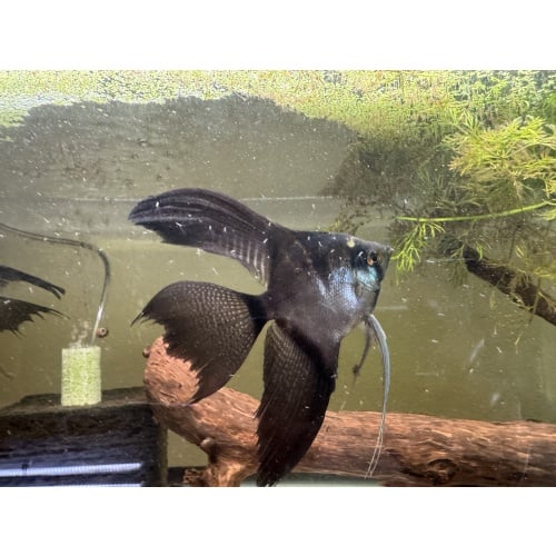 Proven Pinoy Angelfish Pair, live fish