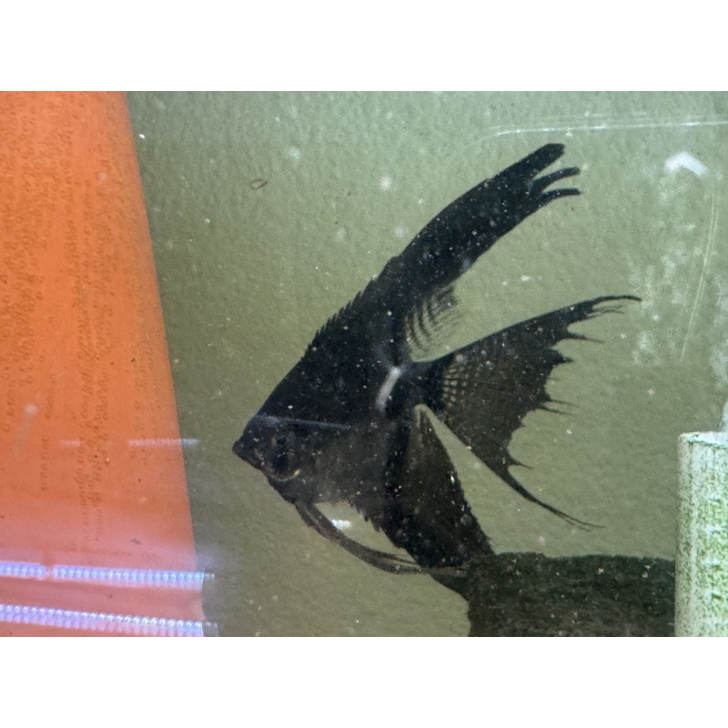 Proven Pinoy Angelfish Pair, live fish