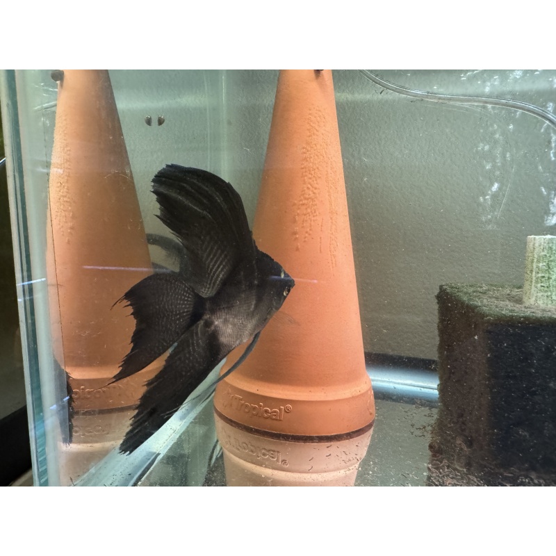 Proven Pinoy Angelfish Pair, live fish