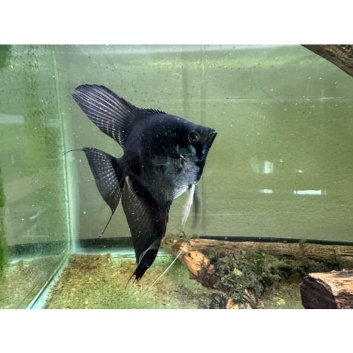 Proven  Pinoy Angelfish Breeding Pair, 1st spawn