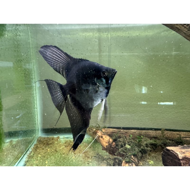Proven  Pinoy Angelfish Breeding Pair, 1st spawn