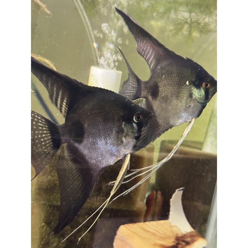 Proven  Pinoy Angelfish Breeding Pair, 1st spawn