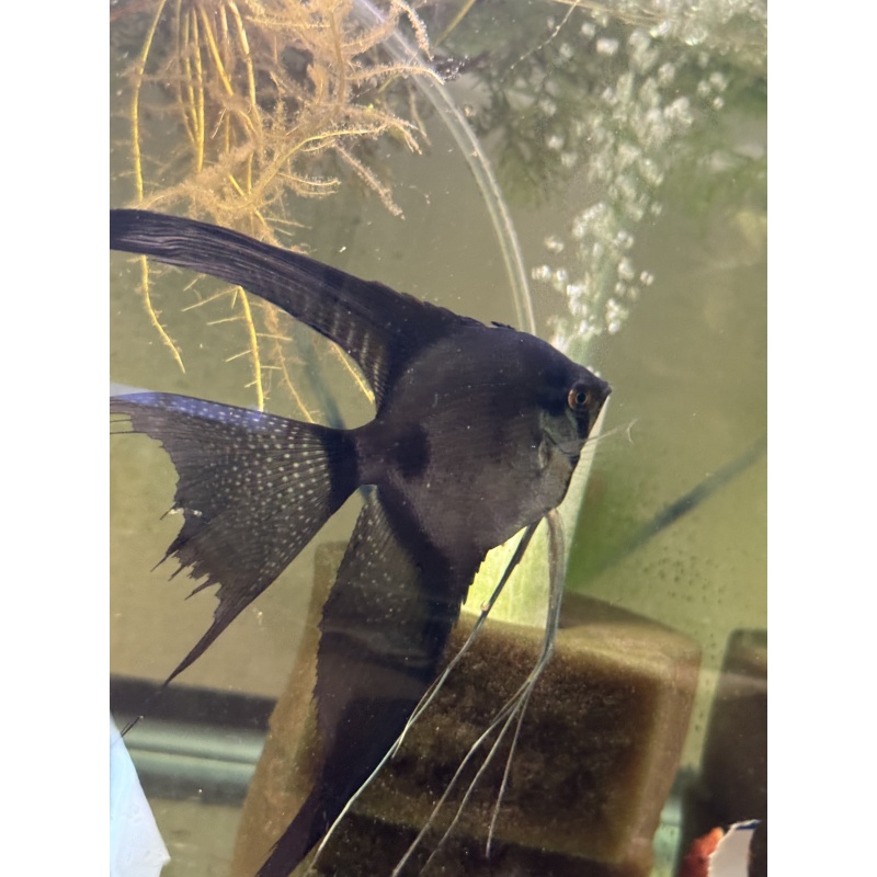 Proven  Pinoy Angelfish Breeding Pair, 1st spawn