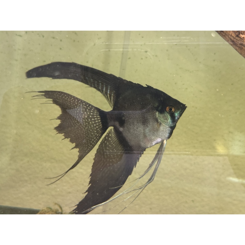 Proven  Pinoy Angelfish Breeding Pair, 1st spawn
