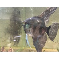 Proven Pinoy Angelfish Breeding Pair, 1st spawn. FREE FEDEX 2 DAY SHIPPING