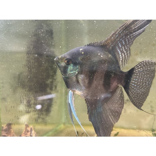 Proven Pinoy Angelfish Breeding Pair, 1st spawn. FREE FEDEX 2 DAY SHIPPING