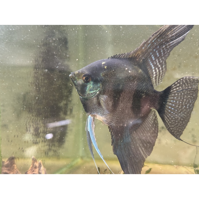 Proven Pinoy Angelfish Breeding Pair, 1st spawn. FREE FEDEX 2 DAY SHIPPING