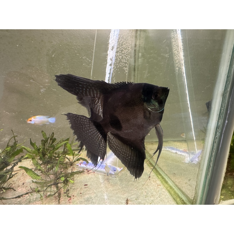 Proven Pinoy Angelfish Breeding Pair, 1st spawn, FREE FEDEX 2 DAY SHIPPING