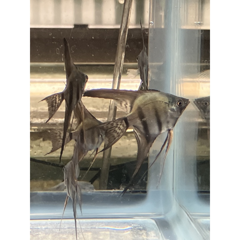 Pinoy Lace Veil Angelfish