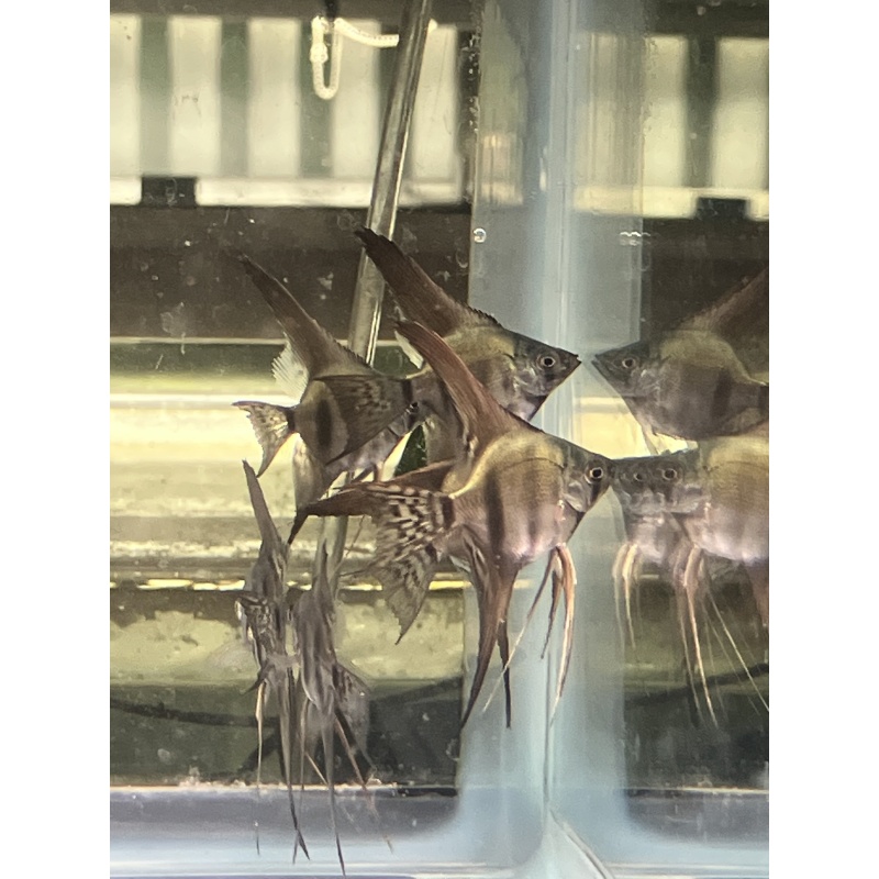 Pinoy Lace Veil Angelfish