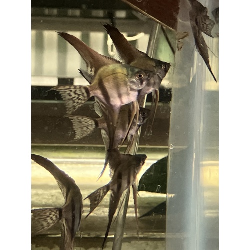 Pinoy Lace Veil Angelfish