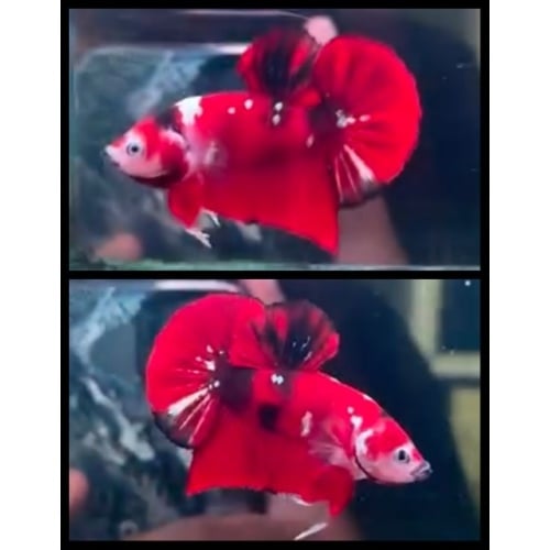HMPK Red Koi 2