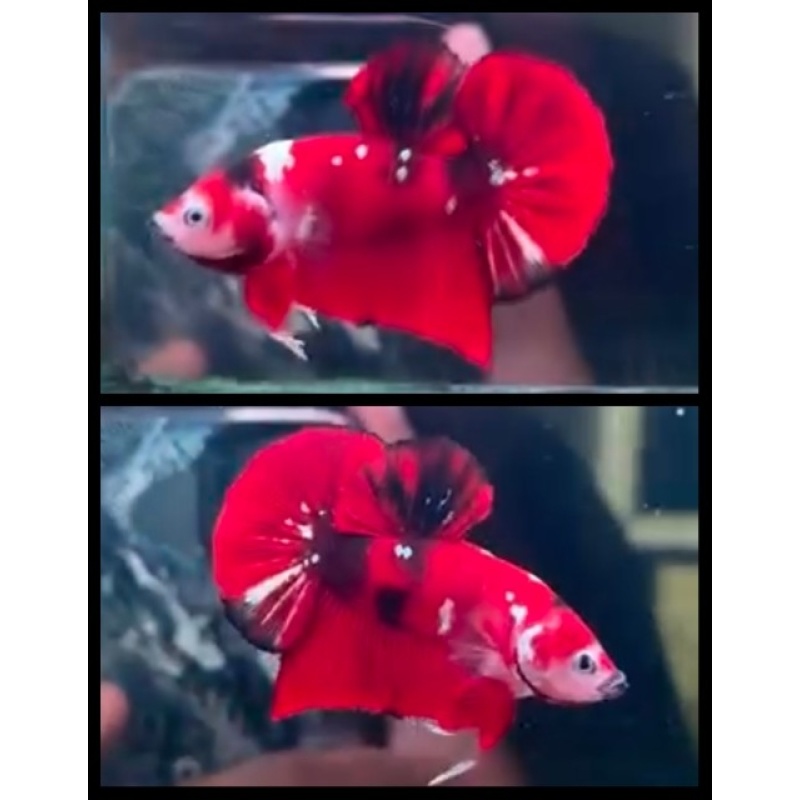 HMPK Red Koi 2