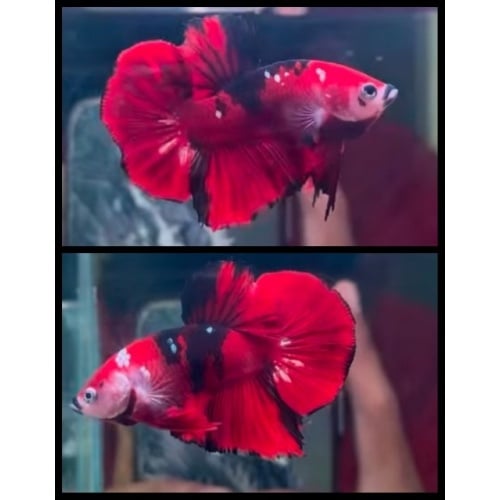 HMPK Red Koi 1