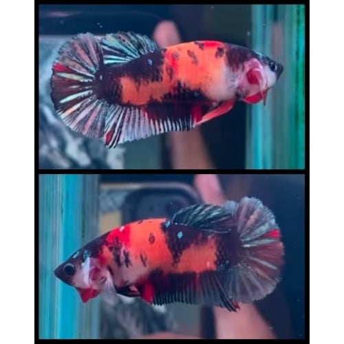 HMPK Female Nemo Copper 1