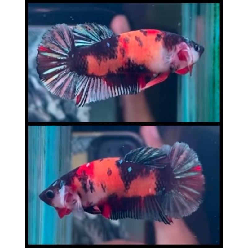 HMPK Female Nemo Copper 1