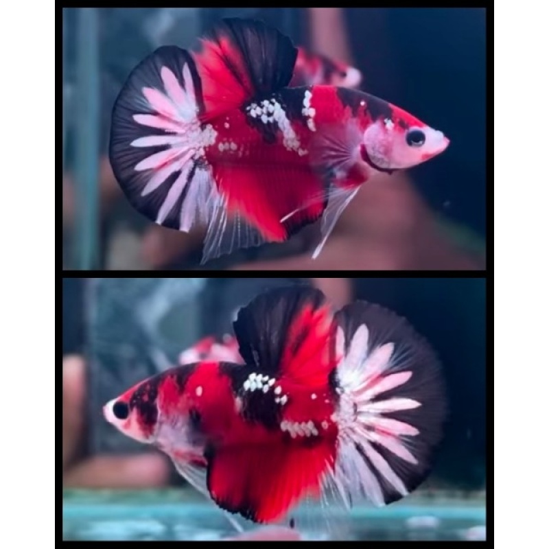 HMPK Red Koi Copper Star Tail
