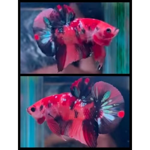 HMPK Nemo Copper