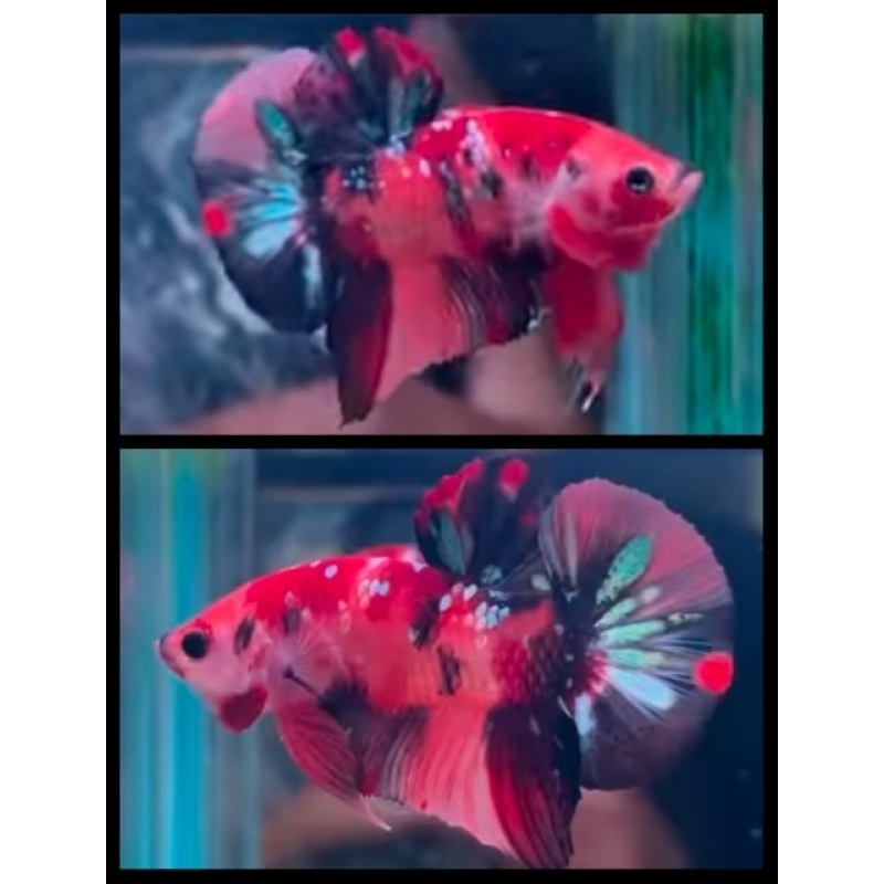 HMPK Nemo Copper