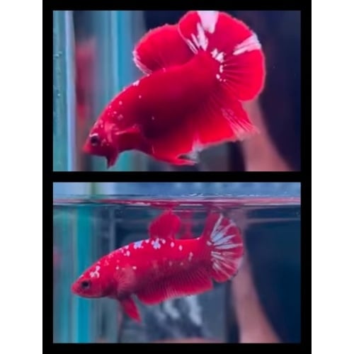 HMPK Pair Red Gold