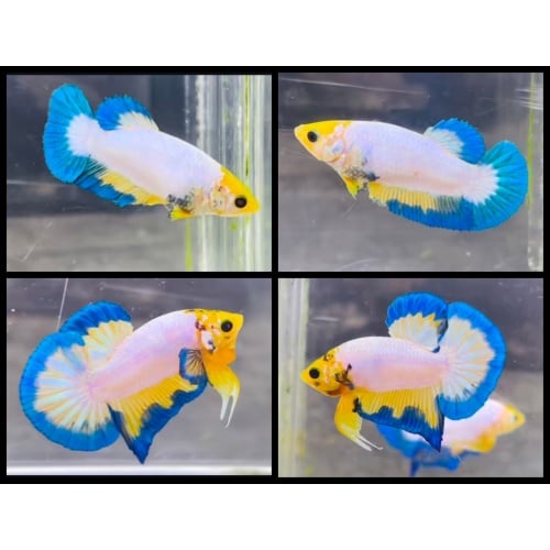 Pair White Scale Yellow