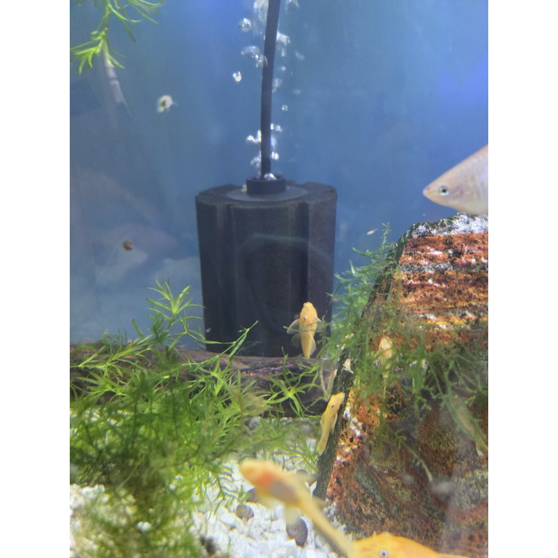 Blue eye lemon nose pleco L144