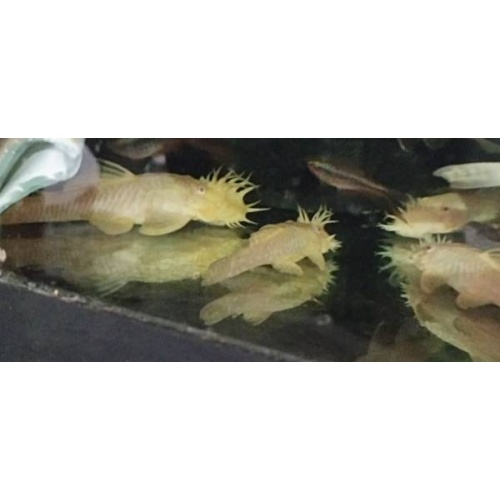 Albino Bristlenose Pleco M/F Pair