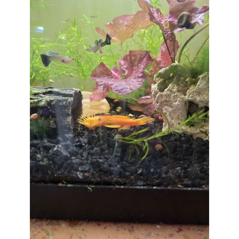 Blue eye lemon nose pleco L144