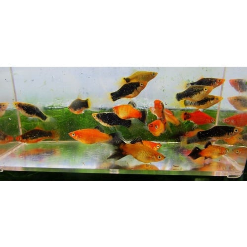 6 assorted plumetail platys