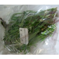 12 bunches, 36 plus stems of pogo. stellatus narrow leaf