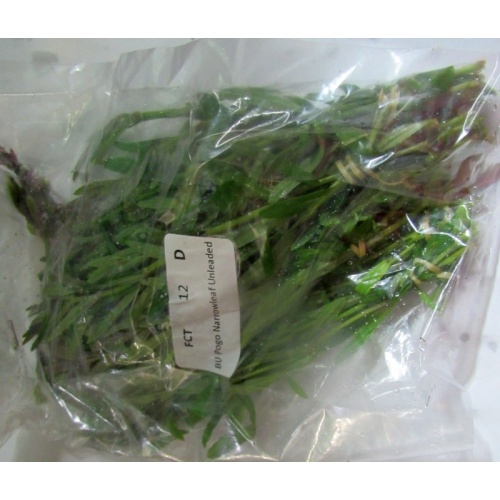 12 bunches, 36 plus stems of pogo. stellatus narrow leaf