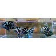 8 blue polar parrot cichlids