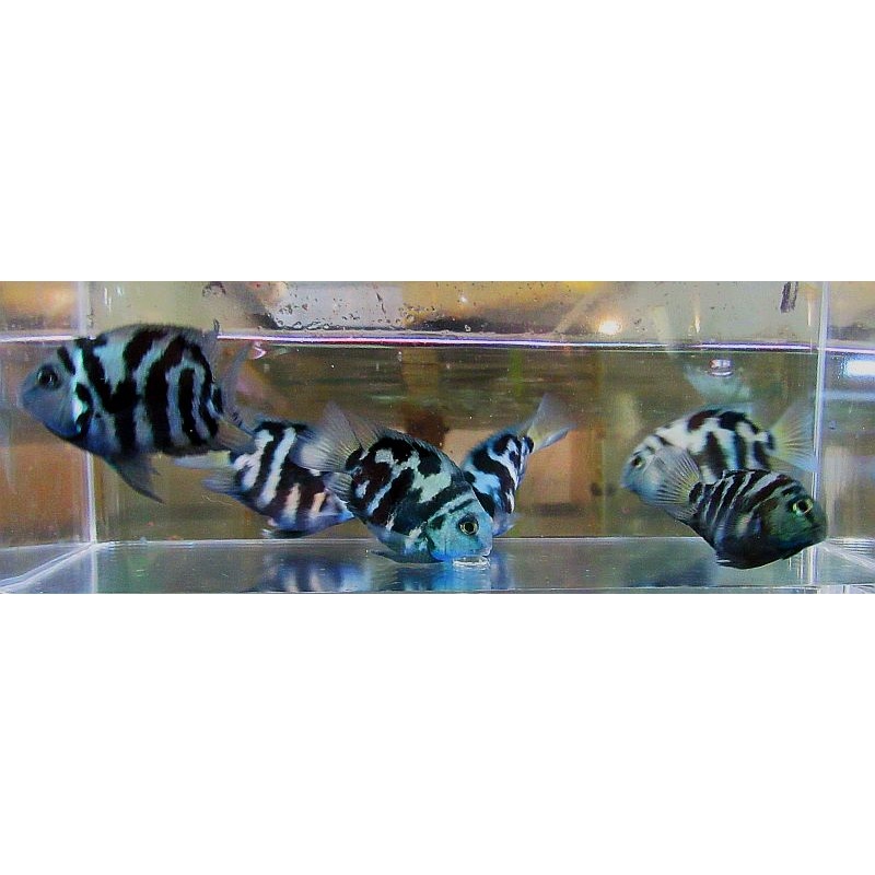 8 blue polar parrot cichlids