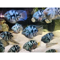 Polar Blue or White Parrot Cichlid