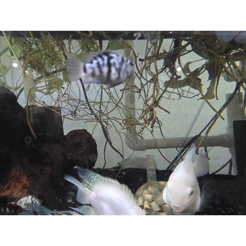 Polar Blue or White Parrot Cichlid
