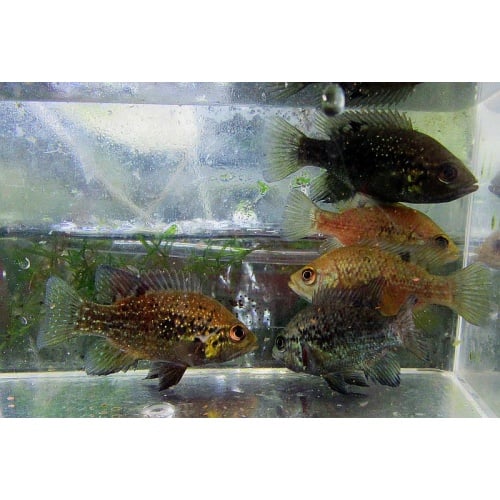 4 Paratilapia polleni