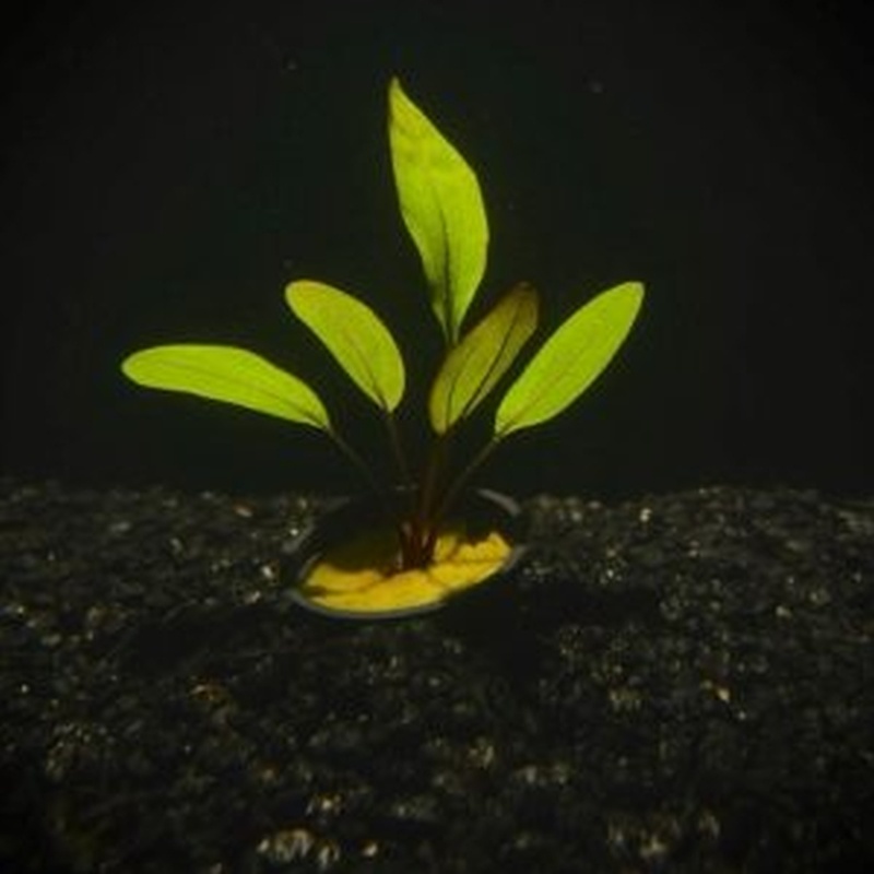 5 potted altlandsberg swords