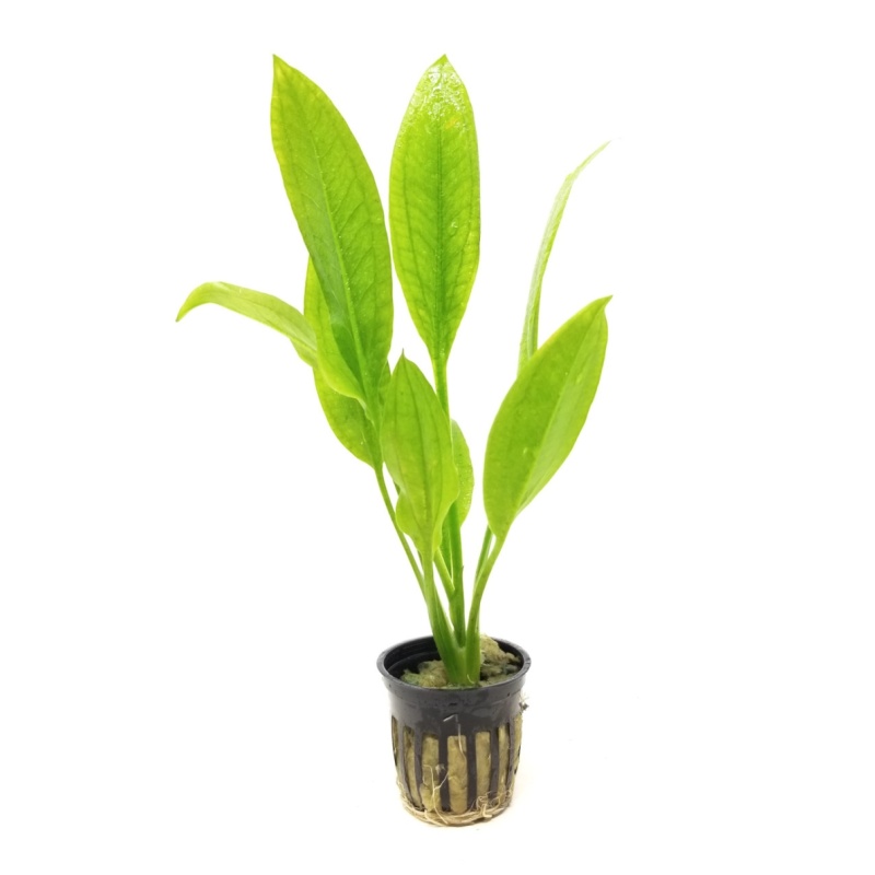 5 potted amazon swords