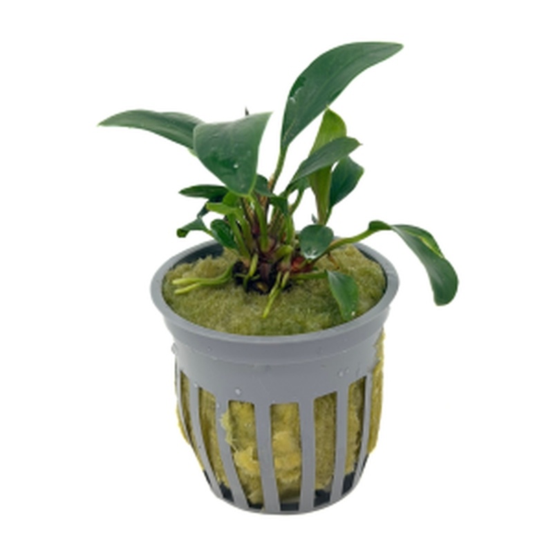 5 potted anubias afzellii