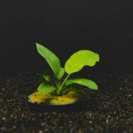 5 potted anubias barteri