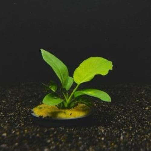 5 potted anubias barteri
