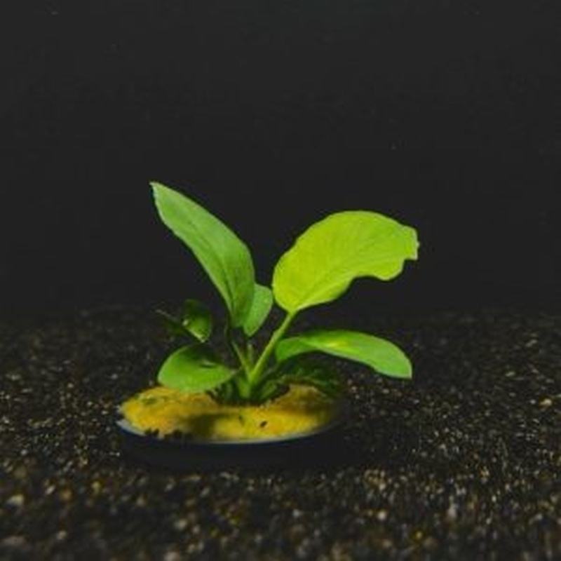 5 potted anubias barteri