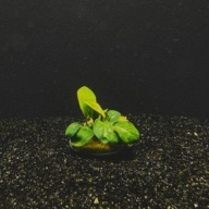5 potted anubias coffeefolia