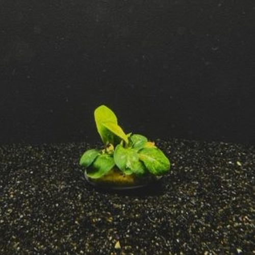 5 potted anubias coffeefolia