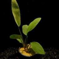 5 potted anubias congensis