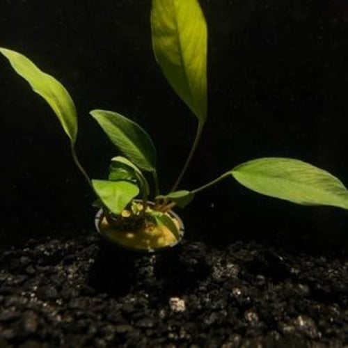 5 potted anubias frazeri