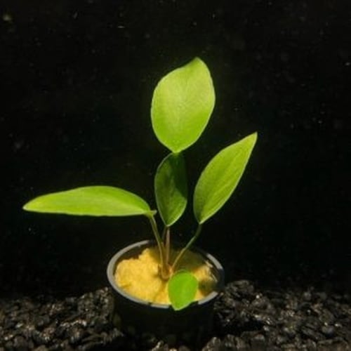 5 potted anubias hastifolia