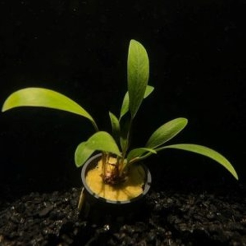 5 potted anubias lanceolata
