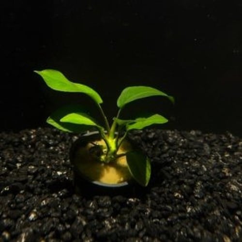 5 potted anubias nana